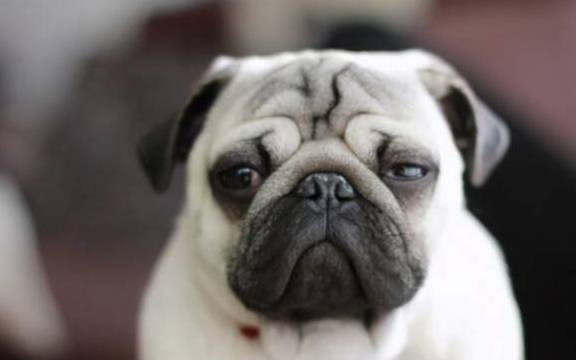 八哥犬一顿吃多少