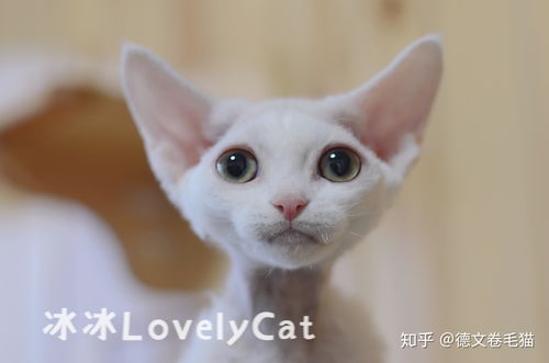 宠物猫怎么微笑的