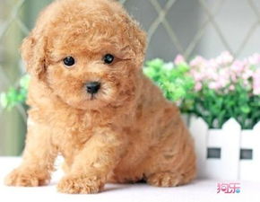 幼狗狗粮一次吃多少