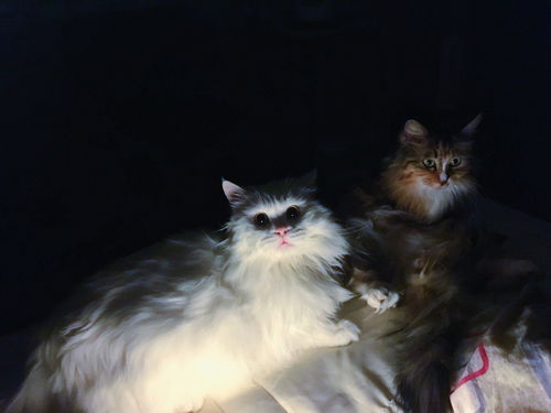 怎么物流邮寄宠物猫回家