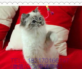 宠物猫怎么卖给客户