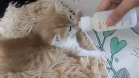 怎么更容易捡到宠物猫