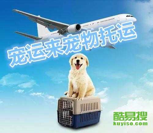 在西安市怎么托运宠物狗