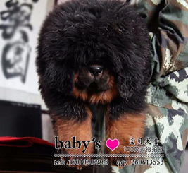 红獒犬多少钱一只