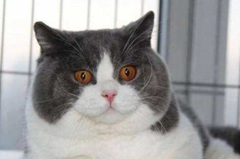 咸鱼怎么卖宠物猫