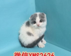 怎么卖出宠物猫便宜