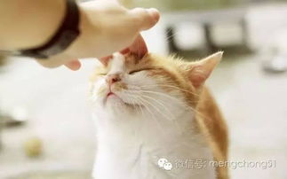 宠物猫体温怎么测