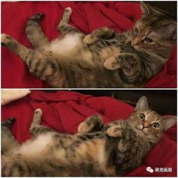 怎么夸一个宠物狗的话