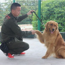 宠物狗怎么训它才聪明些