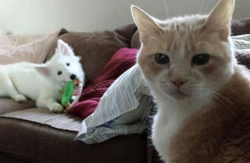 带宠物狗怎么回家玩猫的