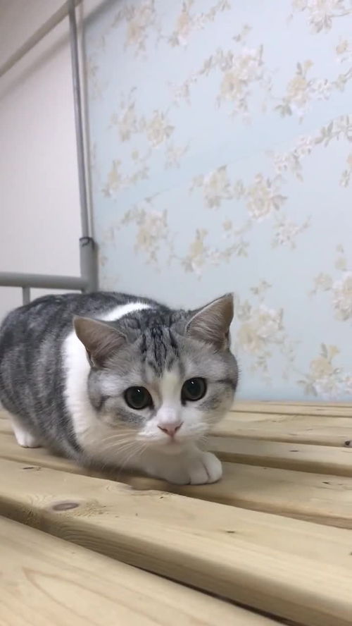 宠物猫调皮怎么办