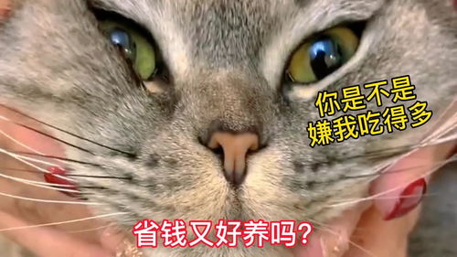 怎么养宠物猫省钱