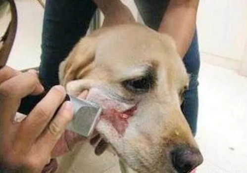 宠物狗老咬腿怎么回事儿