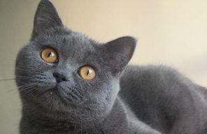 宠物猫怎么养户外的