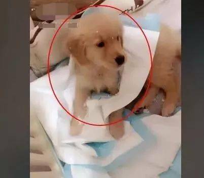 宠物狗寄错人了怎么办啊
