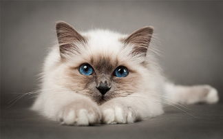 怎么护理宠物猫