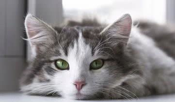 宠物猫脾气怎么样