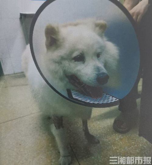 自家宠物狗咬狗怎么办啊
