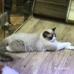 宠物店的猫一般多少钱