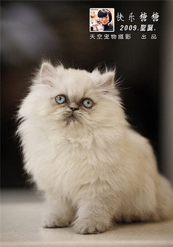 怎么喂宠物猫食物呢