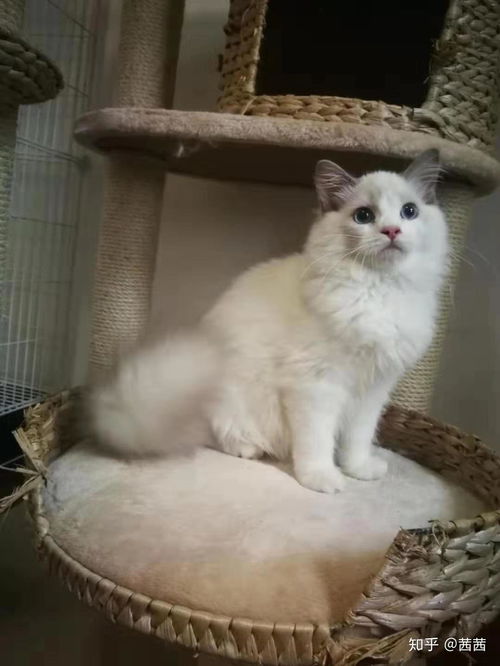布偶猫一般多少钱