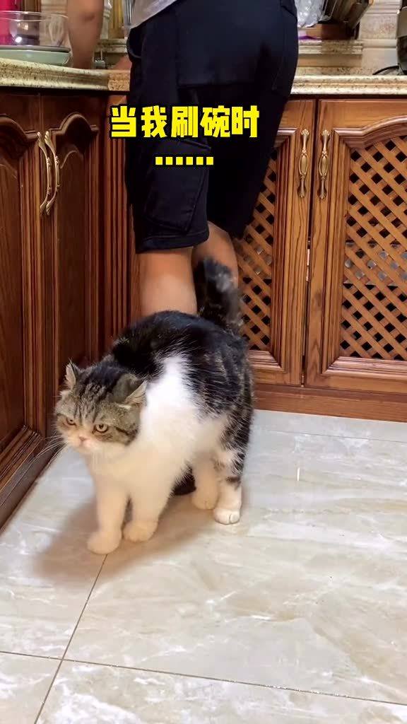 不是宠物猫怎么养好呢