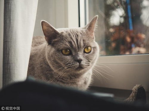 宠物猫有口气怎么去除