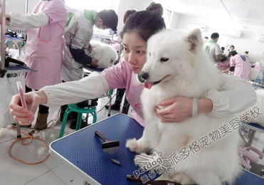 宠物狗的美容怎么做好看