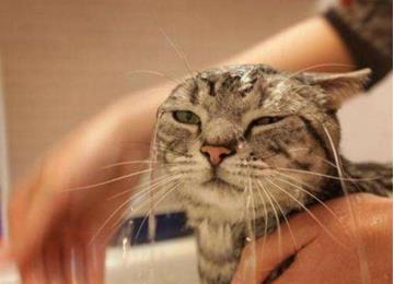 宠物猫怎么洗澡吹干毛发