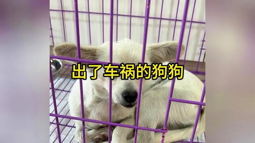 出车祸的宠物狗怎么办