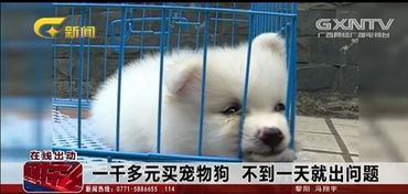 宠物狗买到就生病怎么办