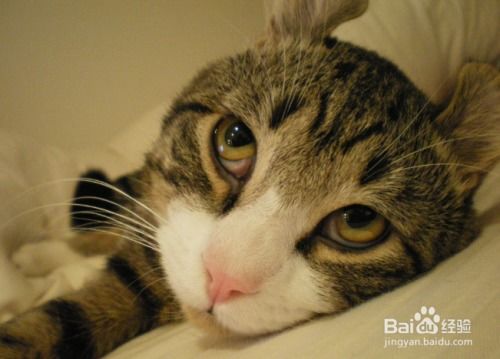 猫宠物猫怎么处理