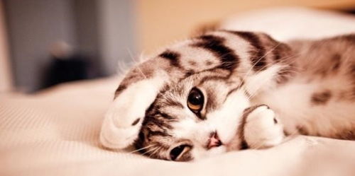 怎么给宠物猫补血呢