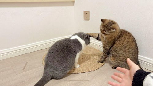 回老家了宠物猫怎么办呢