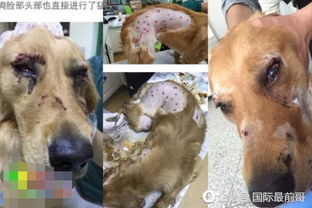宠物狗寄错人会怎么样处理