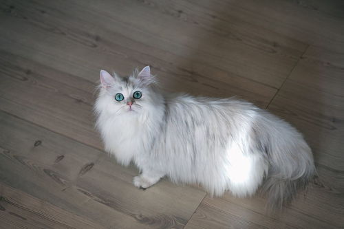 宠物猫粪便怎么处理好