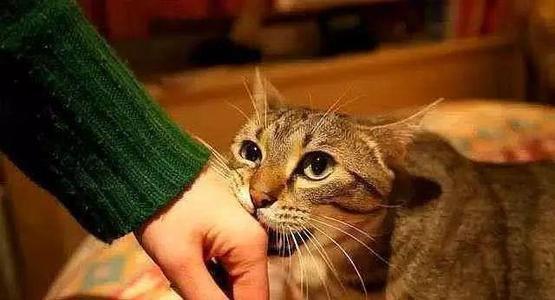 宠物猫吃了饭菜会怎么样