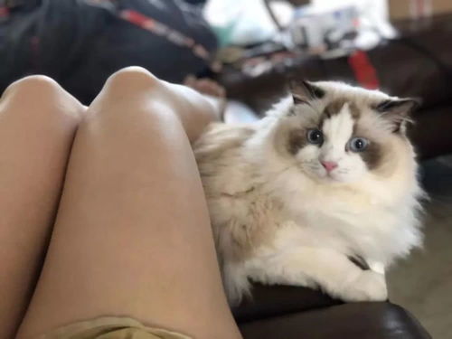 宠物猫非常胖怎么回事儿