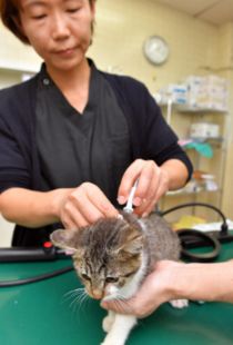 怎么给宠物猫植入芯片