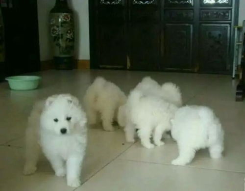 怎么挑一只聪明的宠物狗