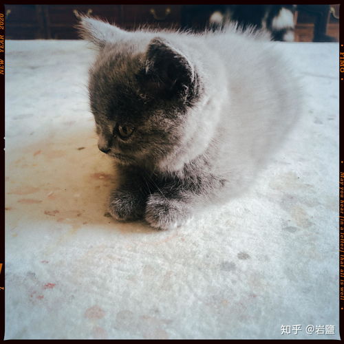 怎么才能抛弃宠物猫
