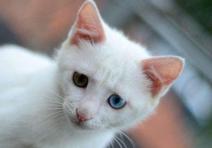 宠物猫幼猫吃饭怎么喂