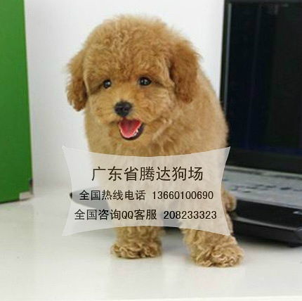 在广州养宠物狗怎么样