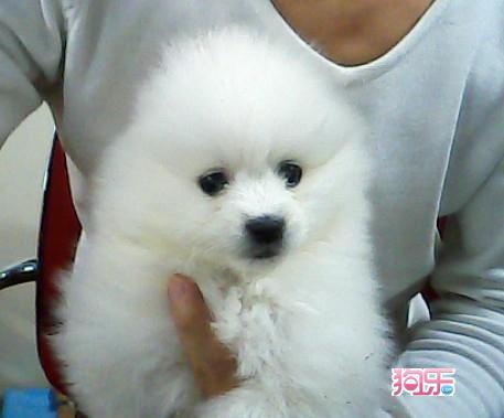 博美犬多少钱一只幼崽