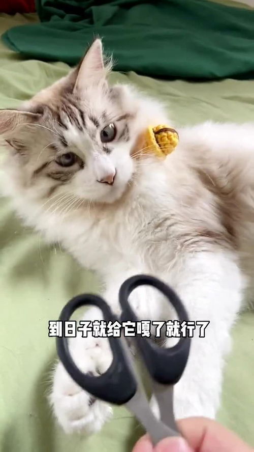 宠物猫怎么培养