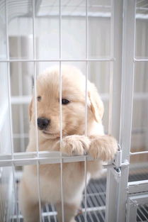 宠物狗不认主人吗怎么办