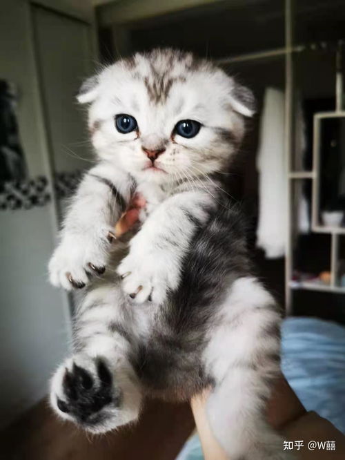 怎么辨认是宠物猫