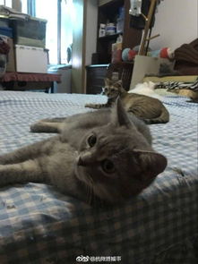 宠物猫在屋里怎么养