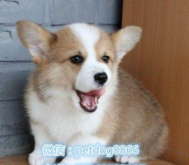 宠物狗柯基介绍词怎么写