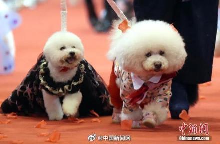 宠物狗的绳子怎么扣下来